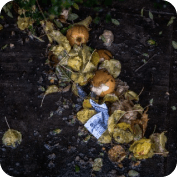 From Trash to Treasure: The Promising World of Biomass Energy